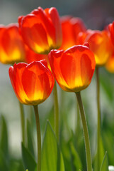 Tulpen im Beet