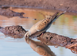 European turtle bird drinking water, Streptopelia turtur