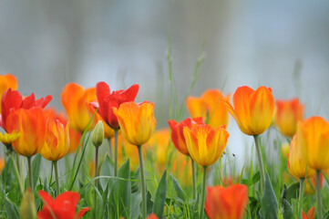 Obraz premium Tulpen mit transparenten Blüten