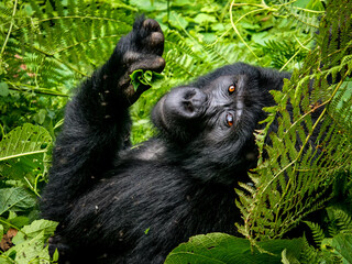 lunchtime in the jungle