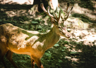 Wild deer in the forest