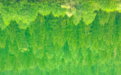 Pine forest reflection in the lake