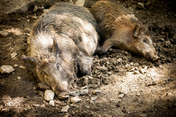 Wild boars lying in the mud