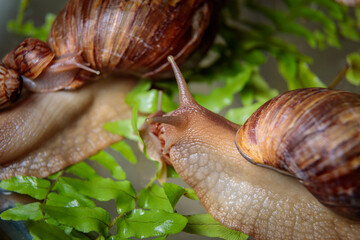 A large white snail with small snails is crawling along the branches of the plant. Close-up.
