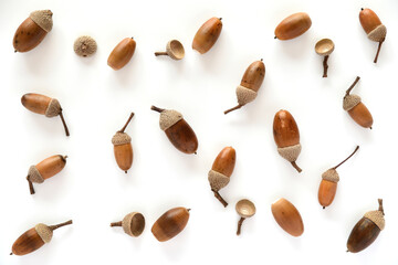 Brown acorns on white background.