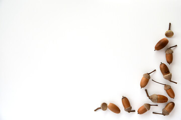 Brown acorns on white background.