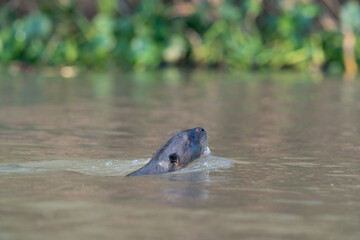 The giant otter or giant river otter (Pteronura brasiliensis)