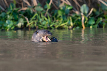 Fototapeta premium The giant otter or giant river otter (Pteronura brasiliensis)