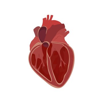Internal structure of the heart, illustration