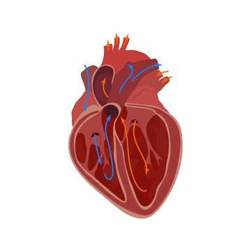Internal structure of the heart, illustration