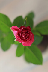 Fototapeta premium Still Life. Womans or Mothers Day, Valentines day greeting card. Beautiful red rose. 