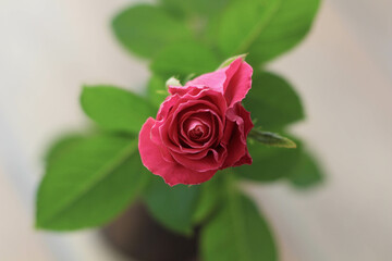 Still Life. Womans or Mothers Day, Valentines day greeting card. Beautiful red rose. 