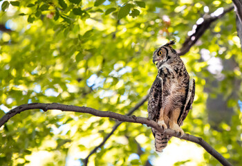 Great Horned Owl sitting on tree branch in the forest Bubo virginianus