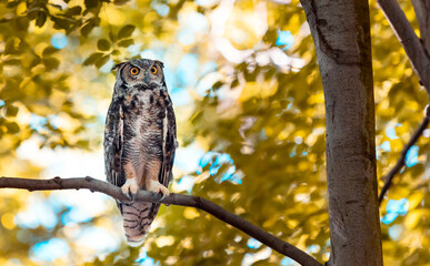 Great Horned Owl sitting on tree branch in the forest Bubo virginianus