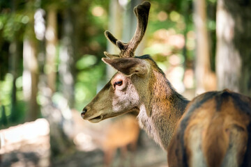 Closeup of deer head at sunny day in the forest