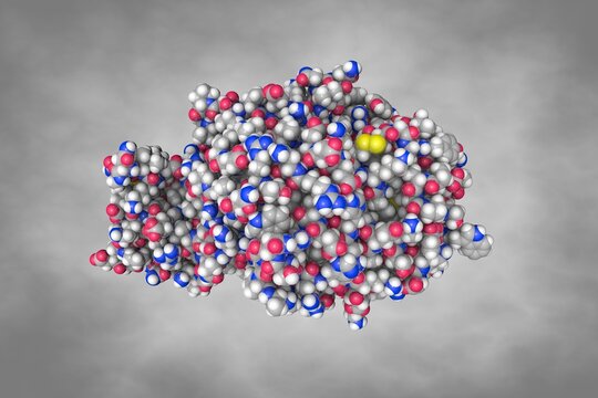 Human pancreatic alpha-amylase in complex with the mechanism based inactivator glucosyl cyclophellitol. Rendering based on protein data bank. Scientific background. 3d illustration