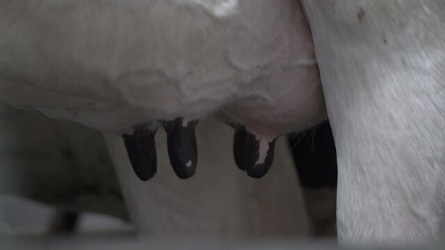 A milkmaid connects the milking machine to the nipples of a cow. The cows udder. milking cows with a milking machine. The process of cows getting milked at a dairy factory.