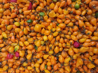 Chili peppers: yellow chili pattern texture background. To close. Panorama. A backdrop of red...