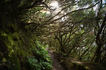 Magical deep cloudy forest in Anaga rural park, Tenerife, the tree lined path, Canary Islands, sunny weather