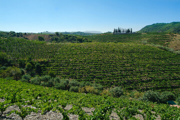 Viñedos y terruño de la Bodega Costers del Priorat en la comarca del Priorat, provincia de...
