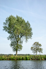 A large elm tree and a much younger and smaller one on the bank of the river Schie near Delft, The...