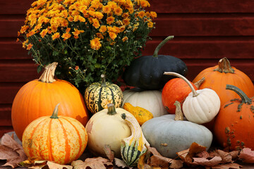 Autumn still life, pumpkins, gourds and flowers at fall.  Autumn display with a collection of...