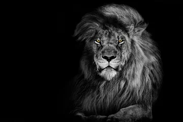 Poster Im Rahmen König der Löwen isoliert, Portrait Wildtiere, schwarz weiß © Vieriu