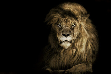 Naklejka na ściany i meble Lion face , king isolated , Portrait Wildlife animal