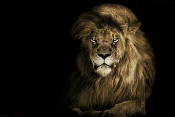 Foto auf Acrylglas Lion face , king isolated , Portrait Wildlife animal © Vieriu