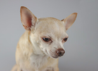 guilty or sad brown short hair Chihuahua dog. isolated on gray background. Dog behavior concept.
