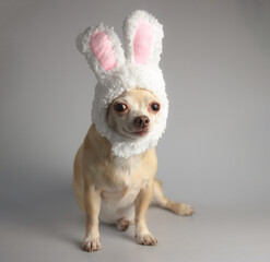 healthy brown  short hair chihuahua dog, wearing rabbit ears  costume sitting on gray background, ...