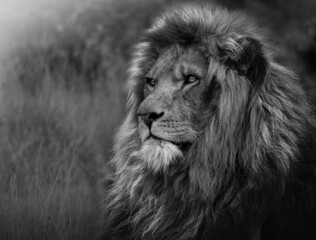 Lion , king isolated , Portrait Wildlife  mammal animal , black white wildlife perfect for poster...