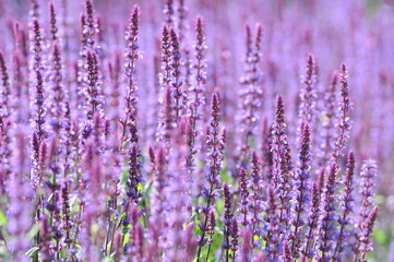 Lavendel im Beet