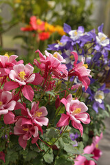 Fleurs d'Ancolie roses Crimson Star