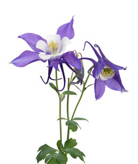 Fleurs d'Ancolie  bleues Mrs. M. Nicholls sur fond blanc