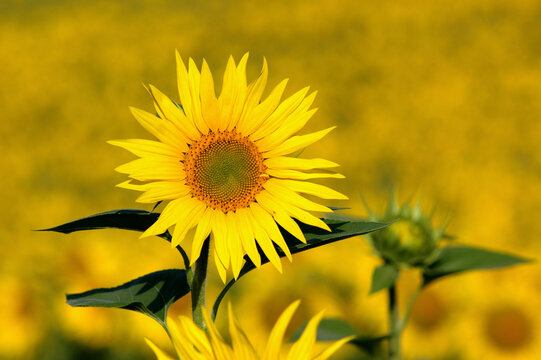 Sonnenblume