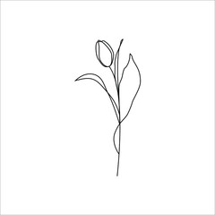 Tulip on white. vector line icon