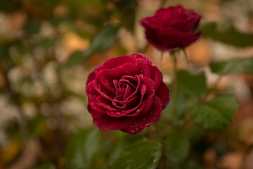 Red rose in the autumn park