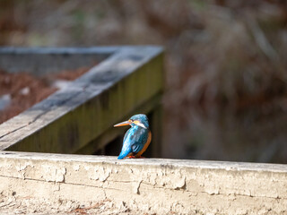初冬のカワセミ