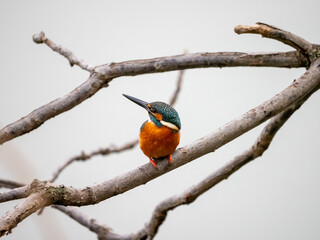 初冬のカワセミ