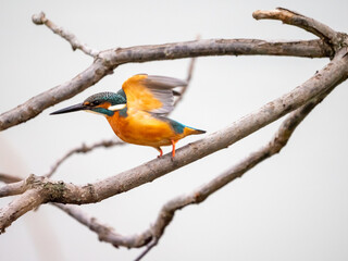 初冬のカワセミ