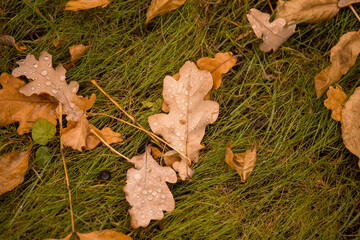 Fallen oak leaves with raindrops lie on the grass in the park