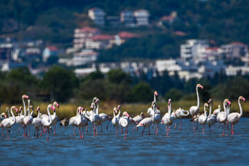 A flock of flamingos photographed in an abandoned salt pans of Ulcinj in Montenegro
