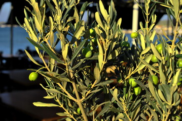 Olive Tree..