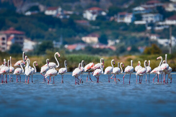 A flock of flamingos photographed in an abandoned salt pans of Ulcinj in Montenegro © Lukas