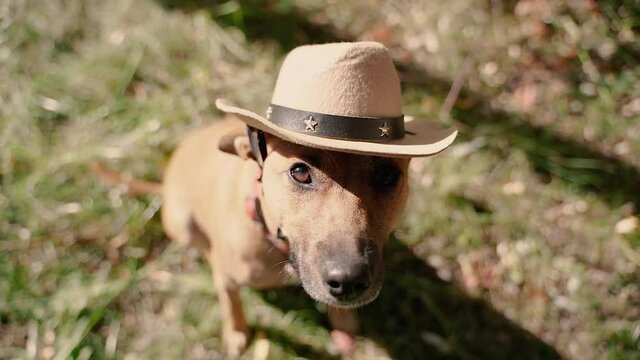 Headdress. Dog in a cowboy hat.