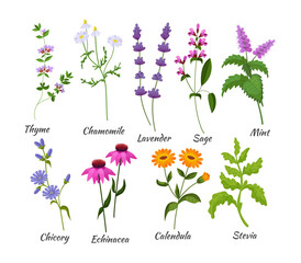 Medical herbs set. Botanical flowers blossom thyme, chamomile, lavender, sage, mint, chicory