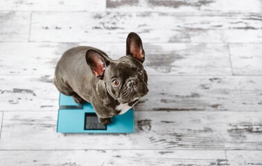 French bulldog on weight scale