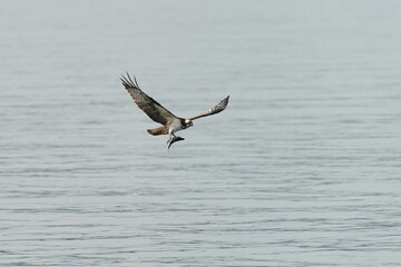 osprey in flight