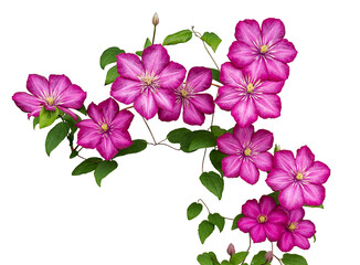Isolated bright pink buds of clematis (Ville de Lyon) on white background.